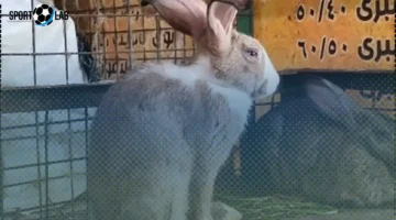 أسعار الأرانب والبط البلدي تتصدر تعاملات أسواق الإسكندرية السبت